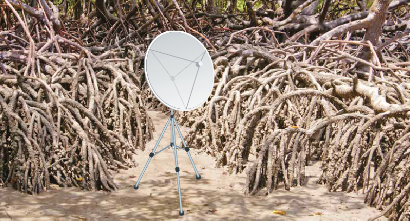 Por que o ecossistema de Recife foi um spin-off do Manguebeat